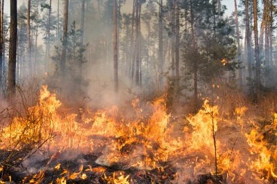 Vlammen en rook in een bos